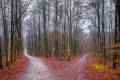 Ville-Wald bei Regen