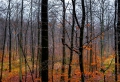 Ville-Wald bei Regen