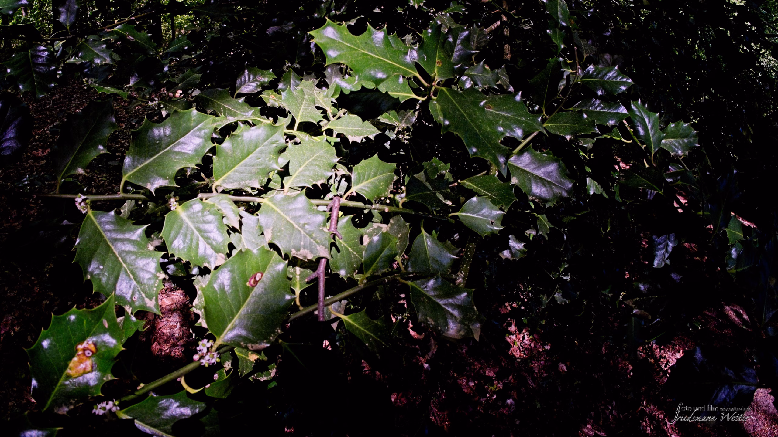 DSCF2610_X-T5
