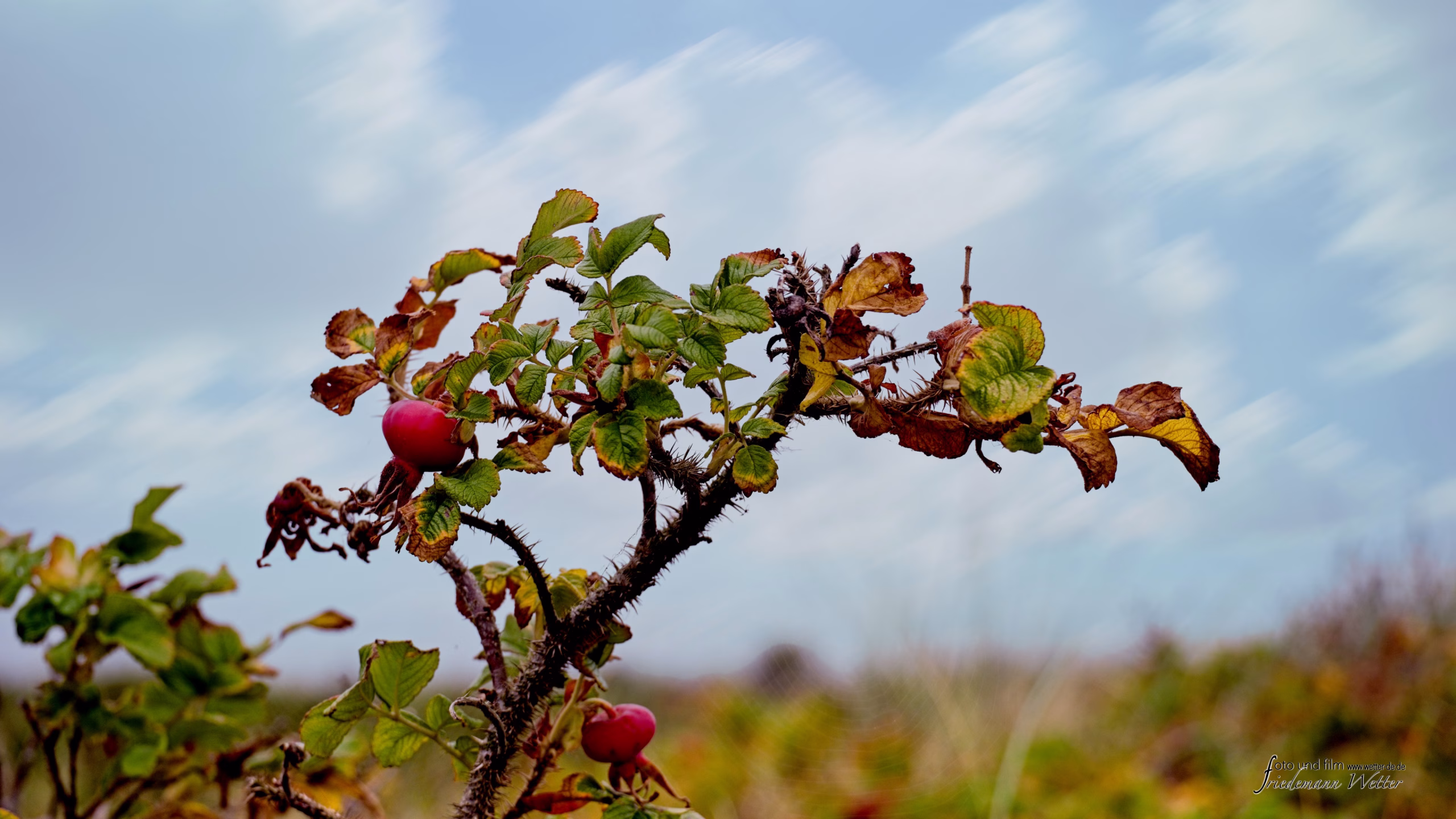 DSCF5642_X-T5